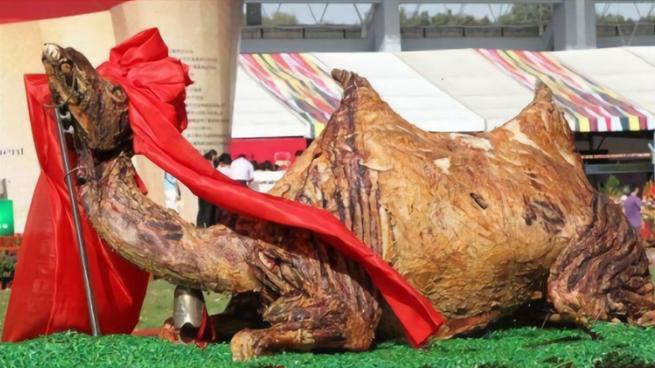 世界上最大的硬菜:烤骆驼!阿拉伯本土骆驼都快被他们吃光了!