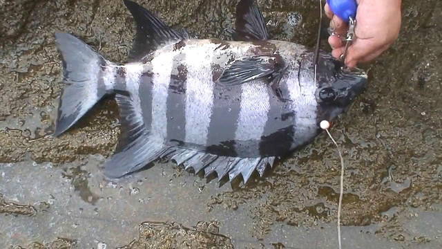 矶钓,高级石鲷鱼