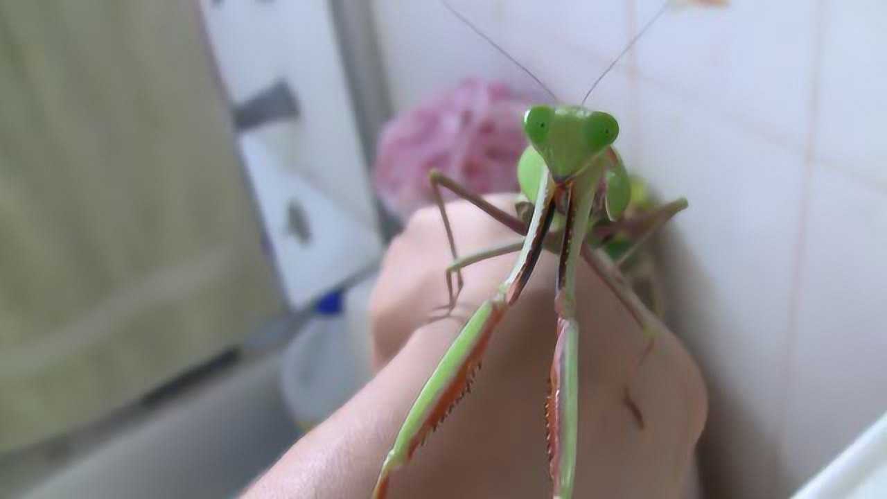 澳洲宽腹螳螂展示