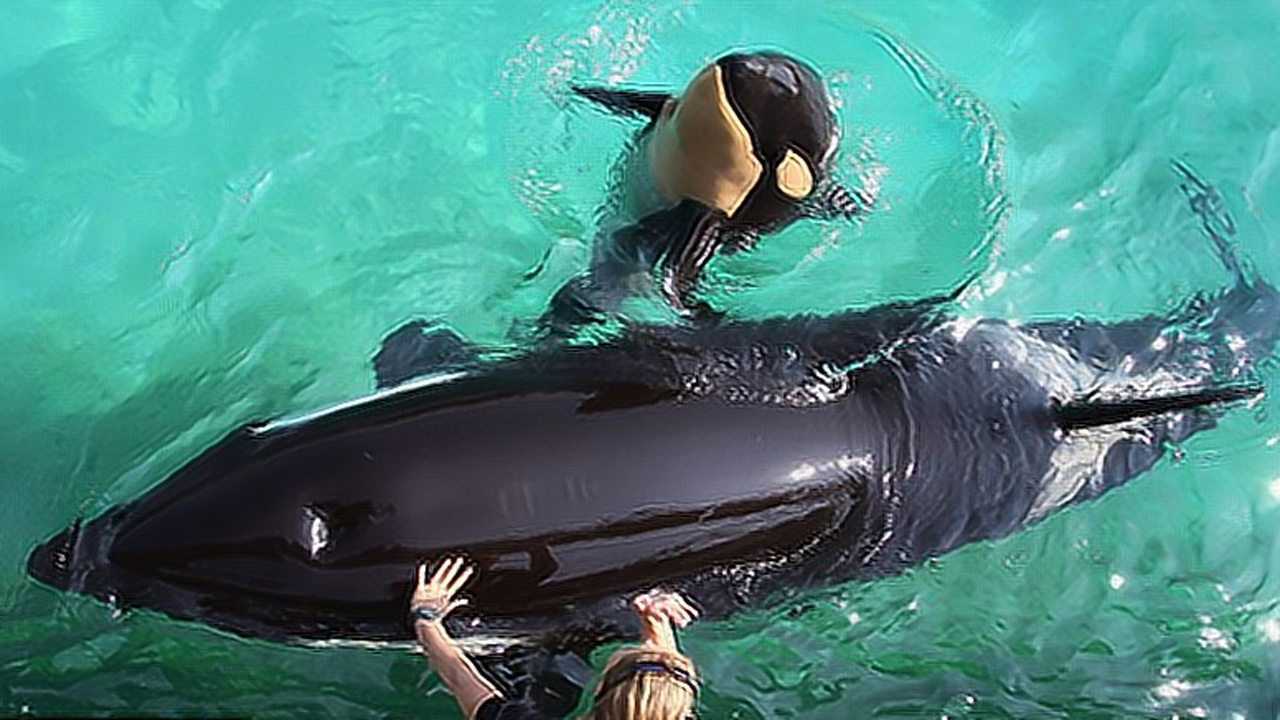 虎鲸用鼻孔说人话 动物与人直接语言交流的奇迹