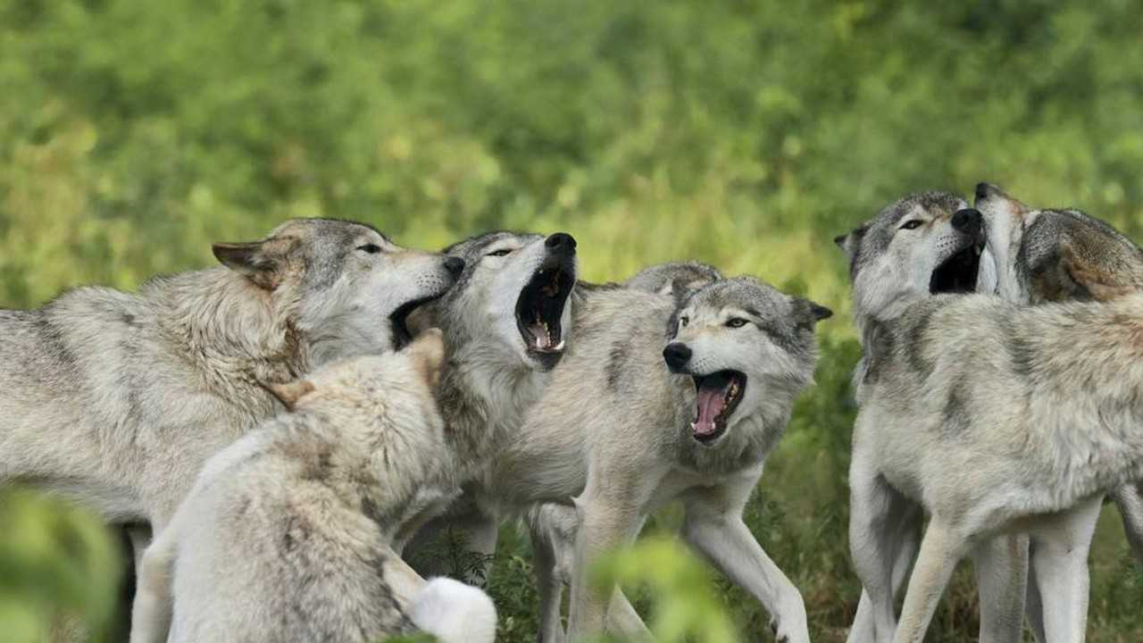 藏獒多吉秒杀狼群