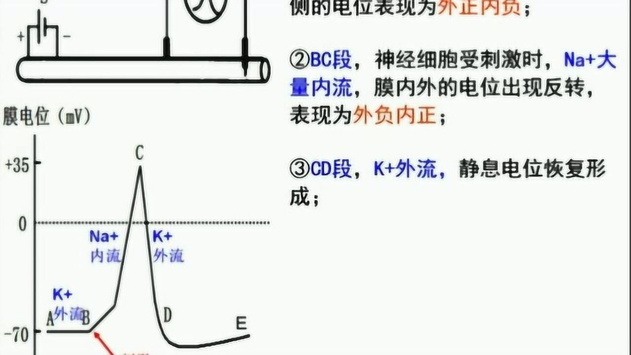 静息电位和动作电位的学习_高清