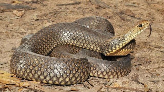 千万不要被它咬到,东部拟眼镜蛇是澳洲最毒的蛇