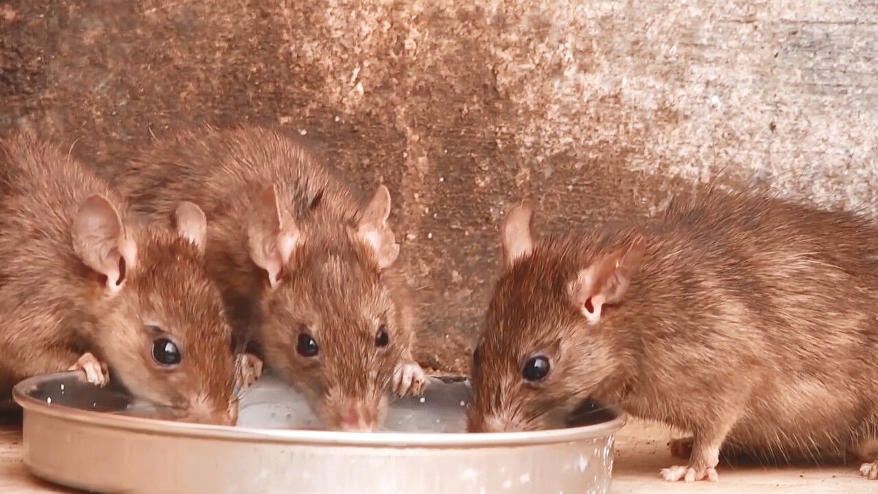 供奉老鼠喝牛奶似宝贝一旦踩死必须一名偿一命