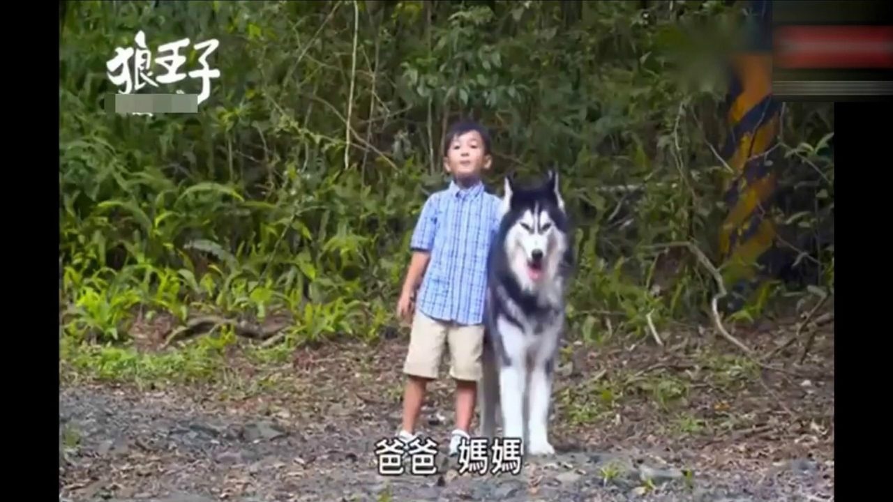 狼王子大结局:狼王子的儿子无意走丢,狼爸给他送回来,好温馨!_高清1080P在线观看平台_腾讯视频