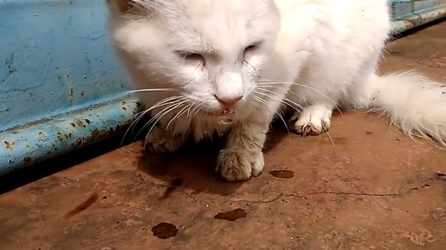 一只得了狂犬病的小白猫,奄奄一息口水流一地