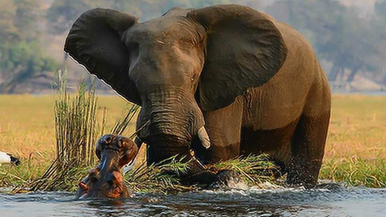 霸气侧漏,一头雄壮的大象就能把几十头河马吓得瑟瑟发抖