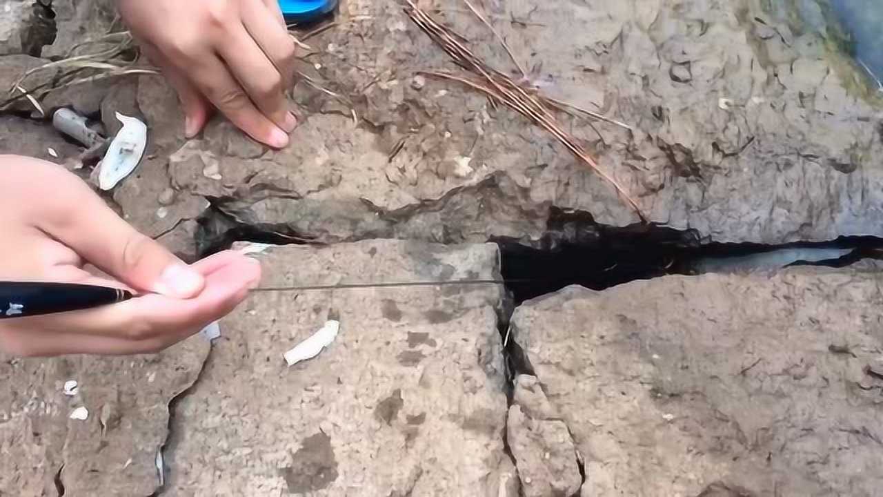 真正的石缝黄鳝,石头缝里的黄鳝都大