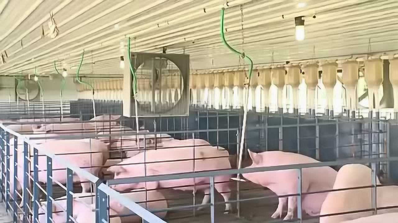 农业养殖业：食品农场养猪场宣传片_高清1080P在线观看平台_腾讯视频