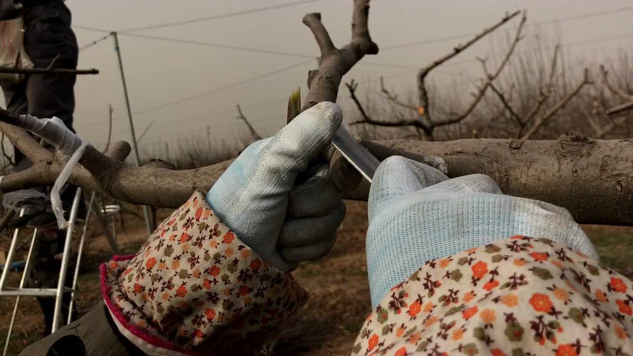 【修果堂】果树嫁接示范---切接 29397次播放2018年