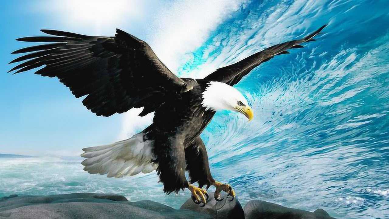 鹰的重生!历经5个月的痛苦折磨后涅盘重生,人更需要这种精神