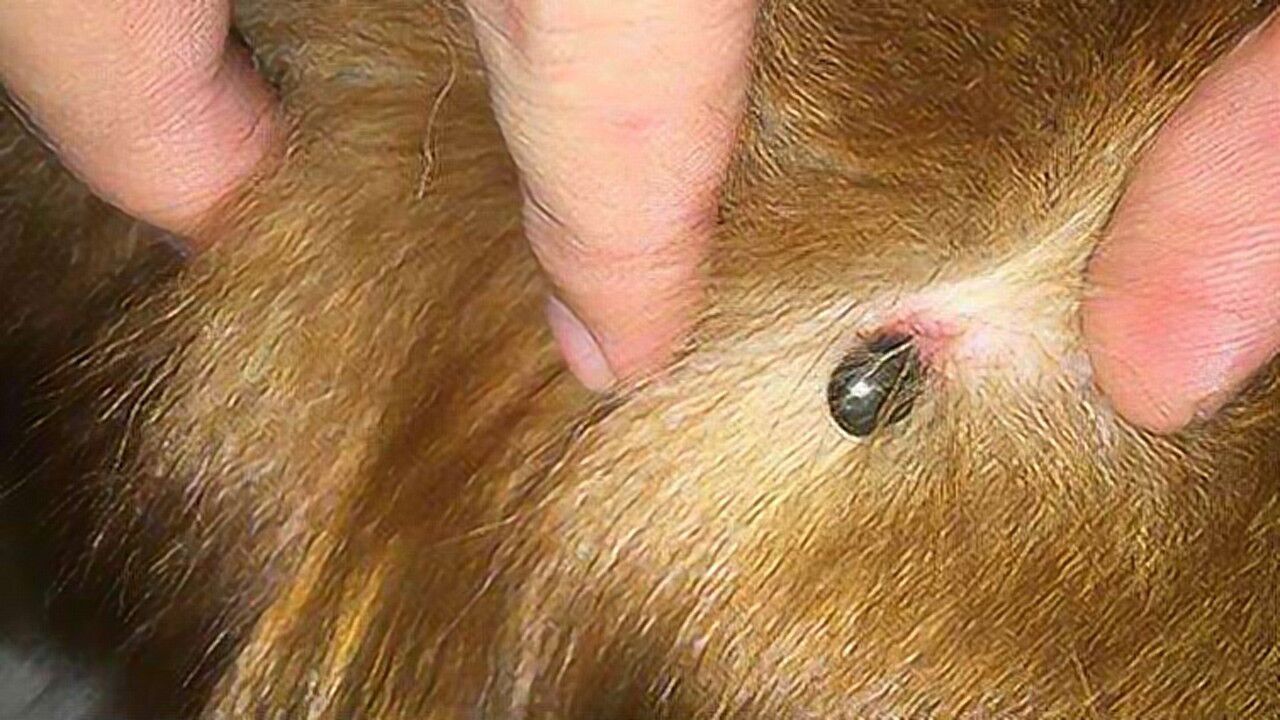 夏天到了,宠物身上的蜱虫高发期!高清摄像机看蜱虫吸血全过程