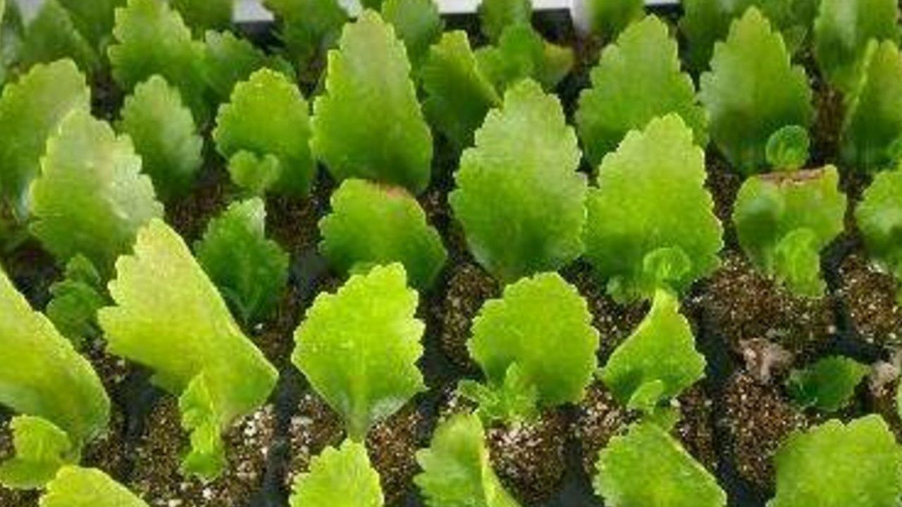 长寿花用叶子这样扦插扎根快生长也迅速教你老农私藏的技巧