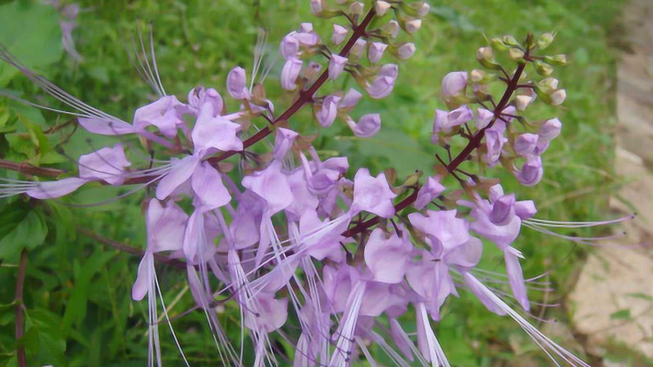 这草长得像猫的胡须人称化石草看名字便知用途喝了促排结石