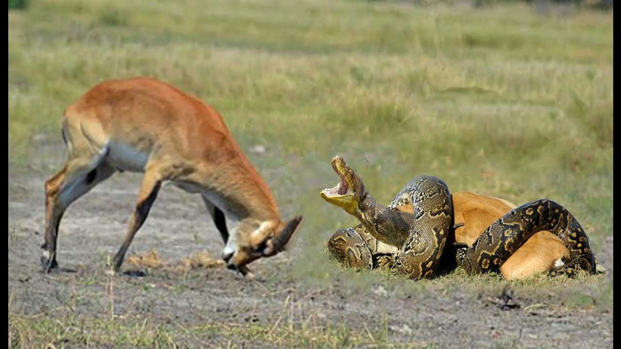 实拍蟒蛇活吞鹿的幼崽结果惹鹿妈妈大怒镜头拍下意想不到的画面