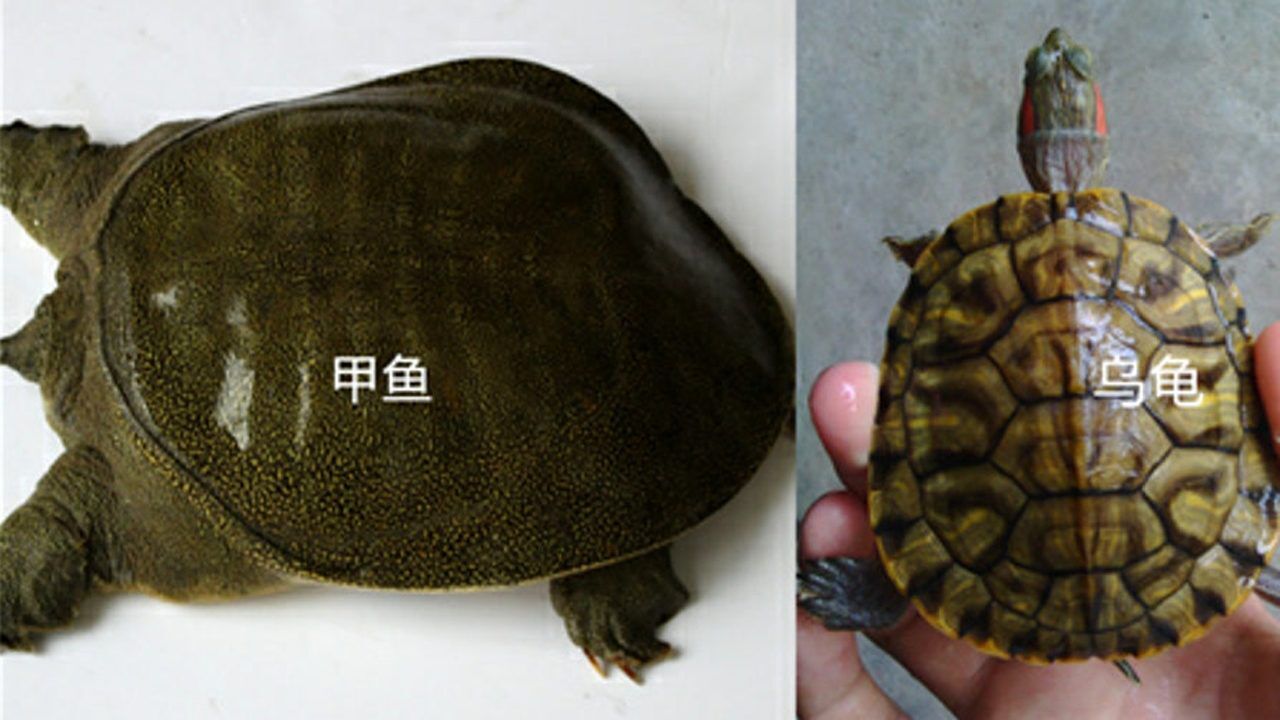 为什么甲鱼很多人吃但对乌龟却不感兴趣呢终于明白了