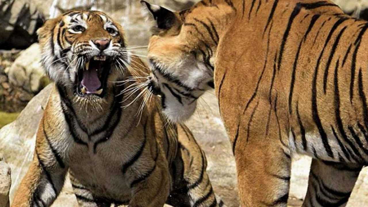 两虎相斗必有一亡!实拍虎王罗恩被亲子老虎杀害!