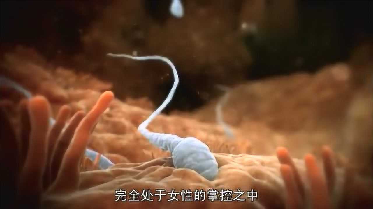 人体的奥秘（神奇的生命诞生之旅）_高清