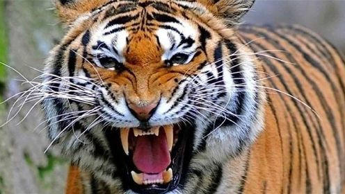 “森林之王”的老虎为什么不能在非洲生存？看完明白背后真相