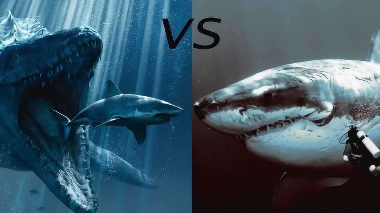 沧龙偷袭巨齿鲨反遭巨齿鲨一口咬断身子镜头拍下全过程