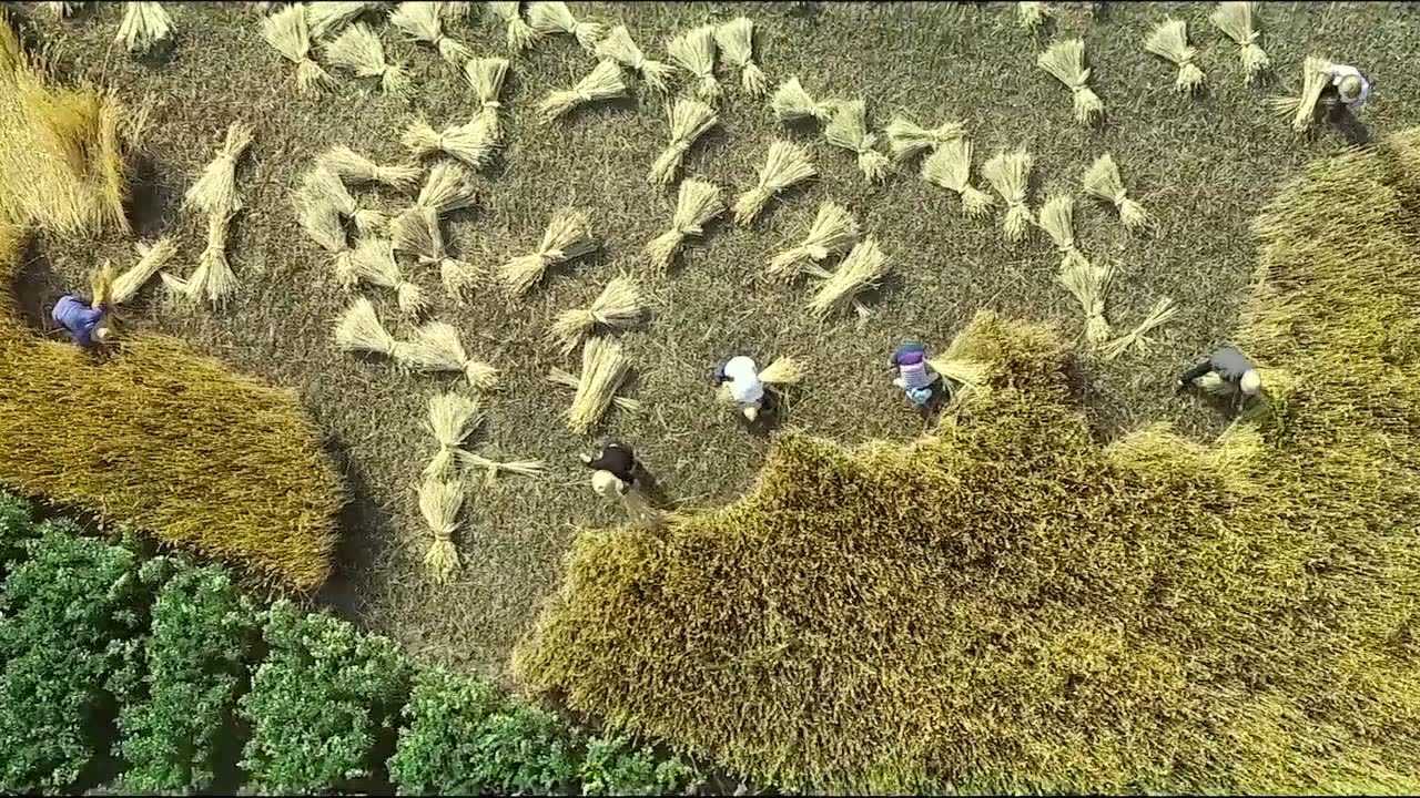 刘彦龙 麦收纪录片
