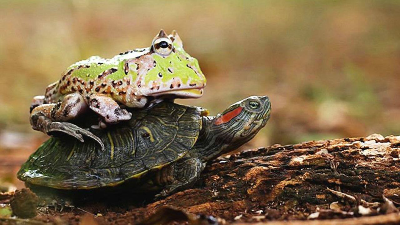 看花背小乌龟玩背背姿势,动物巧搭顺风车,原因竟让人自叹不如