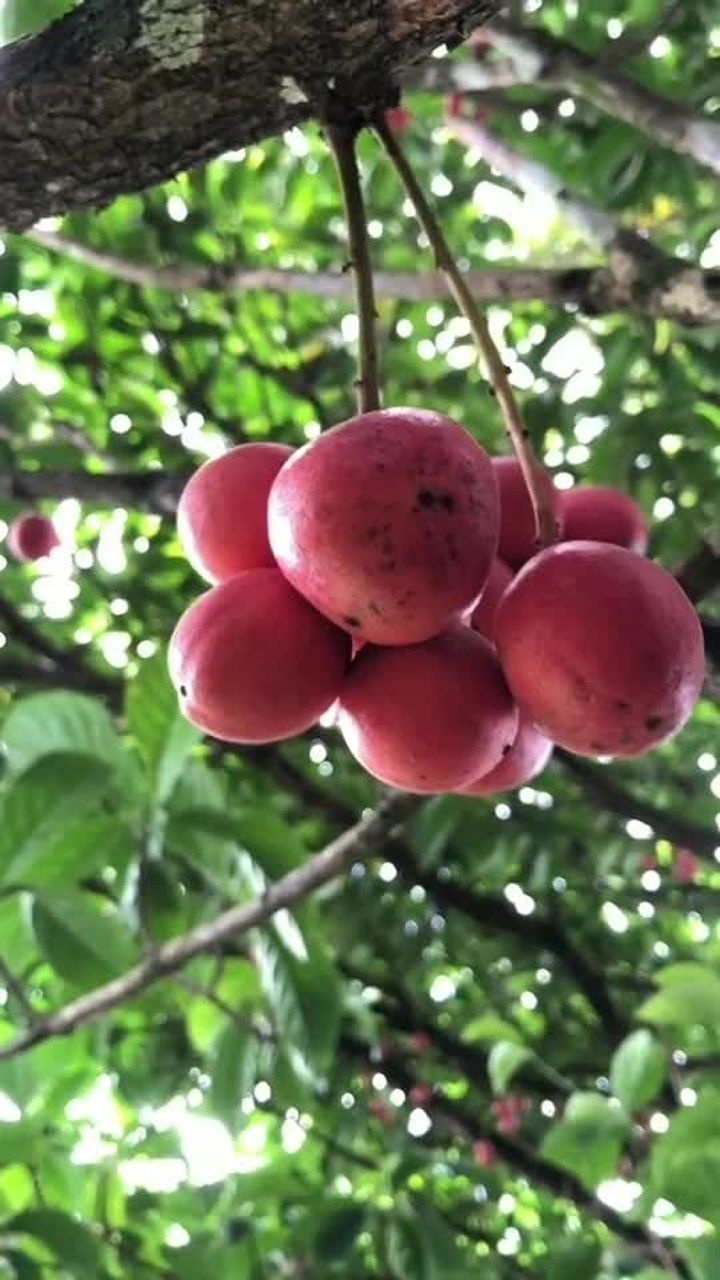 达林果维生素之王朋友们你们吃过这样的野果吗