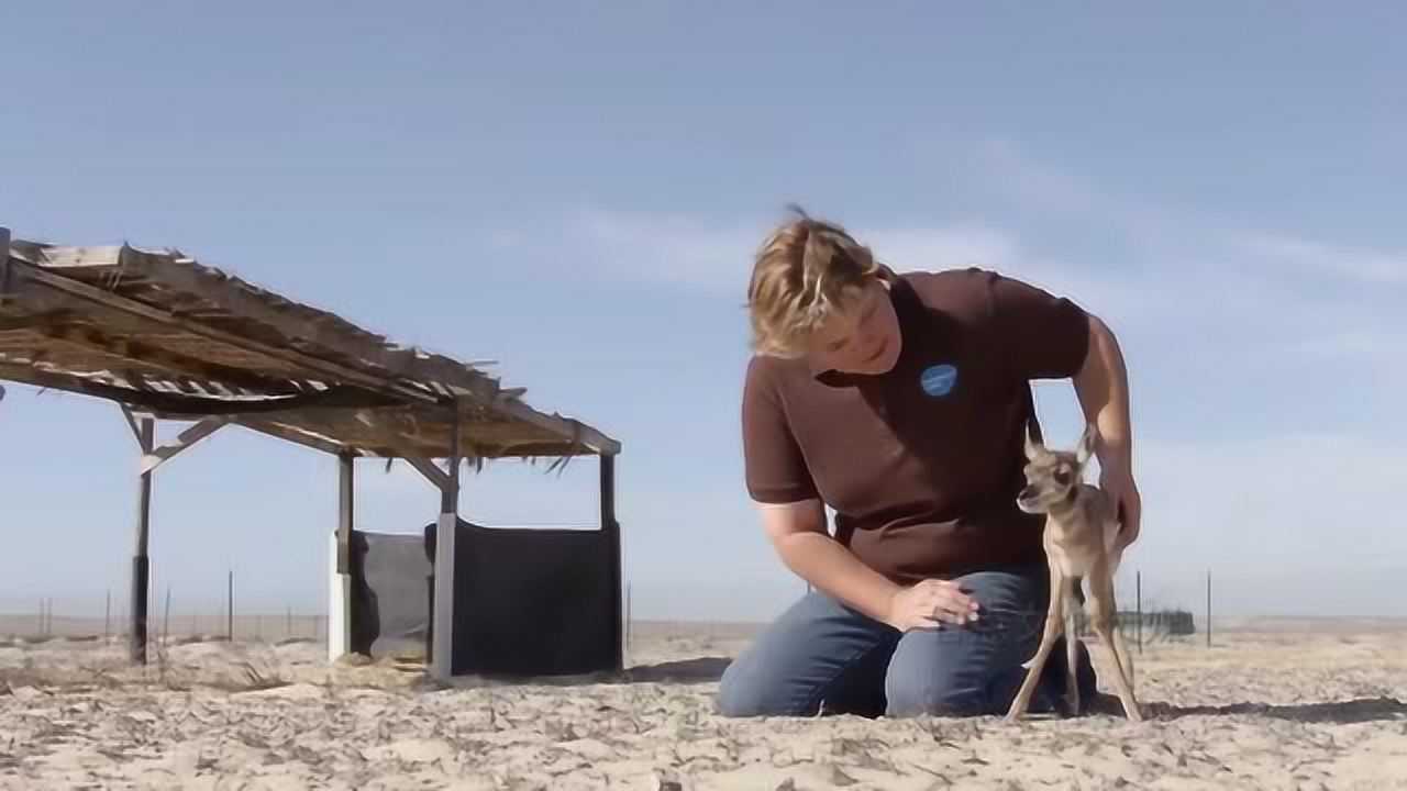 刚出生的羚羊宝宝在饲养员的细心照顾下第一次学会了站立