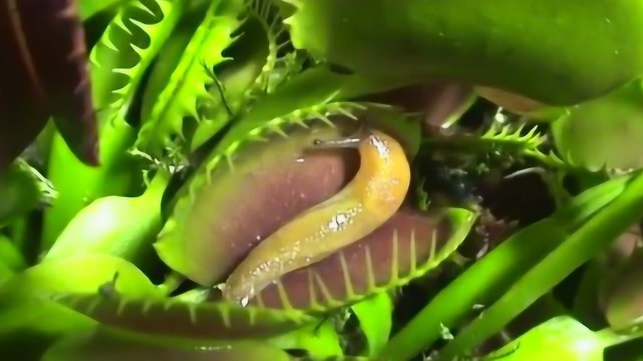 全程记录食人花吃下虫子瞬间网友虫子你还好吗