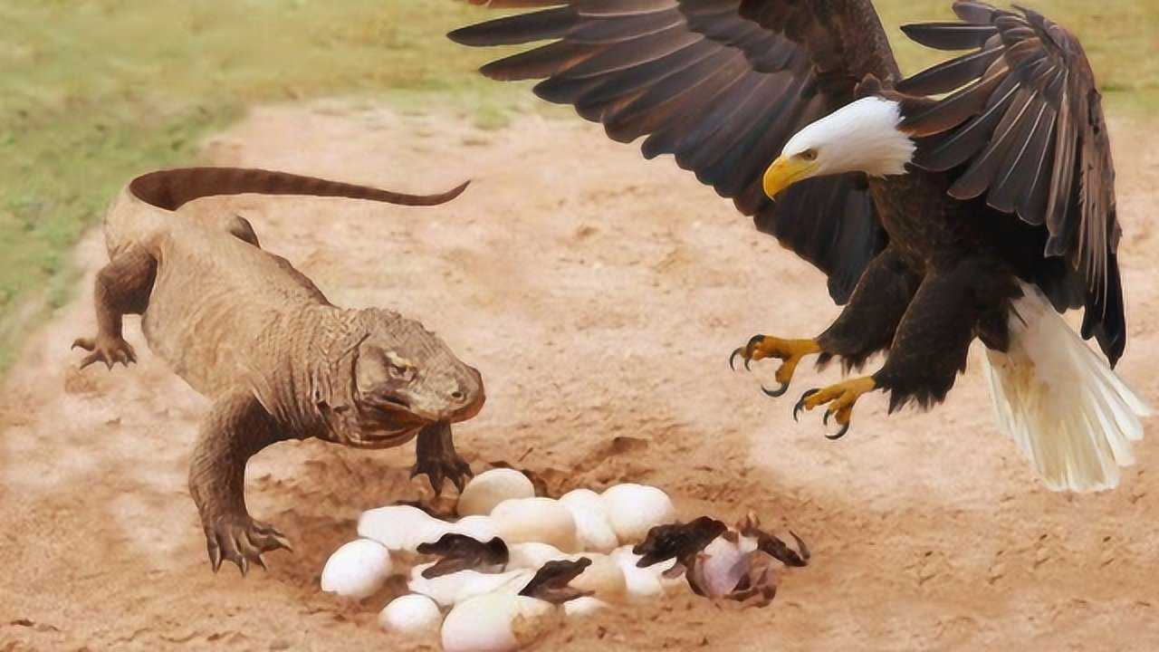 科莫多龙偷吃鳄鱼蛋一旁的大鸟们不愿意了镜头拍下决斗瞬间