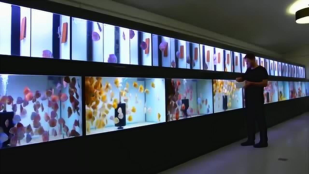 七彩神仙看看人家国外的七彩鱼房太漂亮了热带鱼观赏鱼