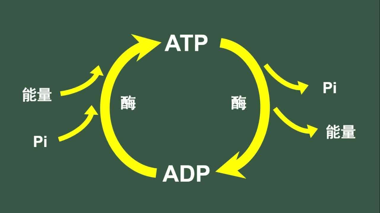 ATP与ADP相互转化_腾讯视频
