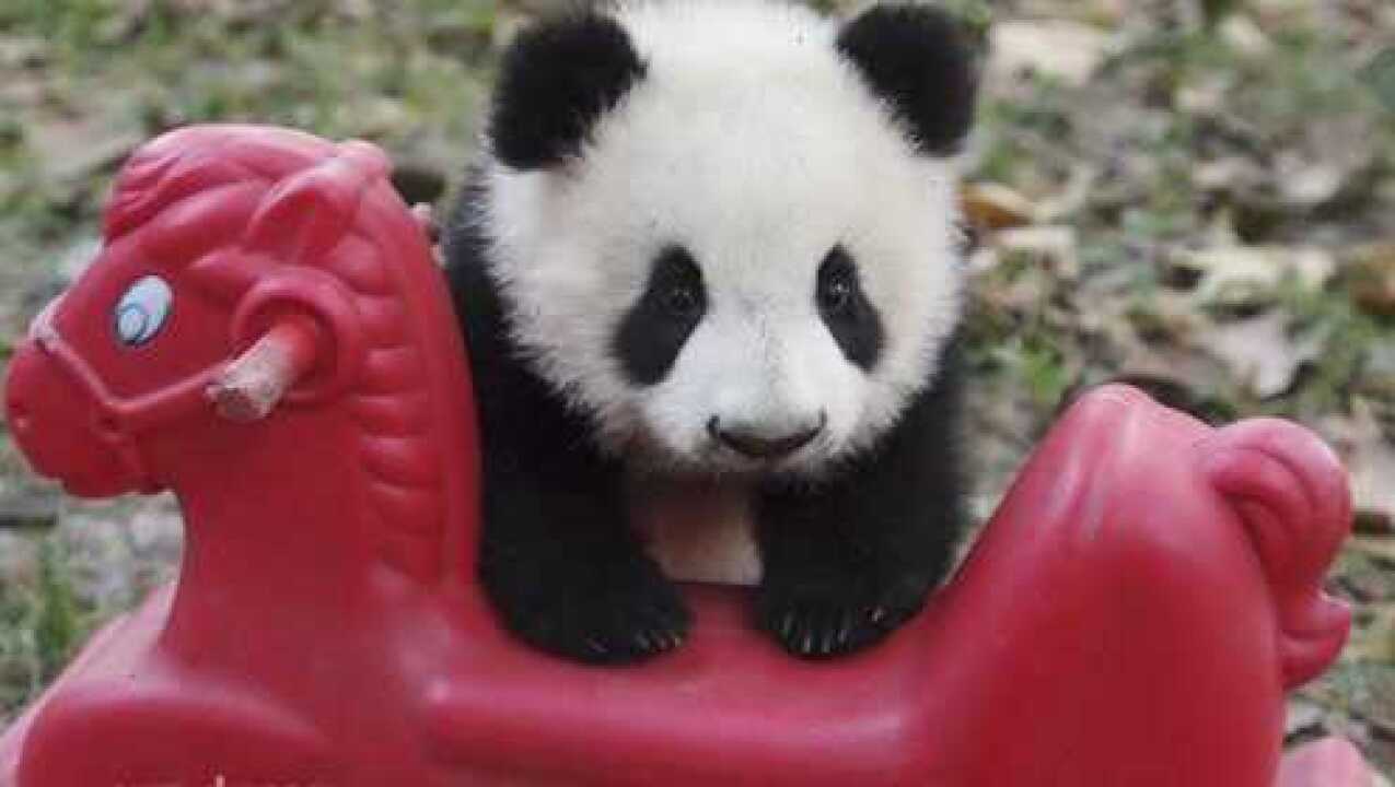 熊猫宝宝骑摇摇马结果笑得停不下来网友新创的卖萌方式