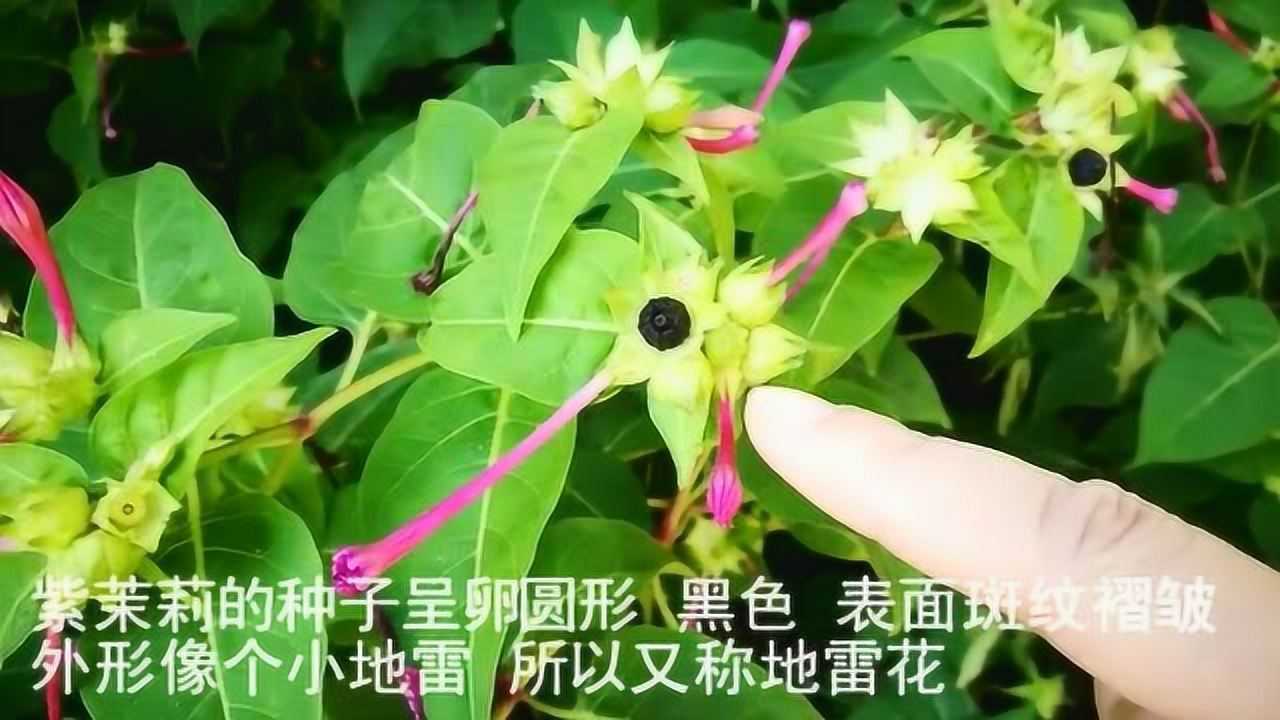 紫茉莉也叫地雷花是我们农村孩子记忆深处的一棵花极易培养