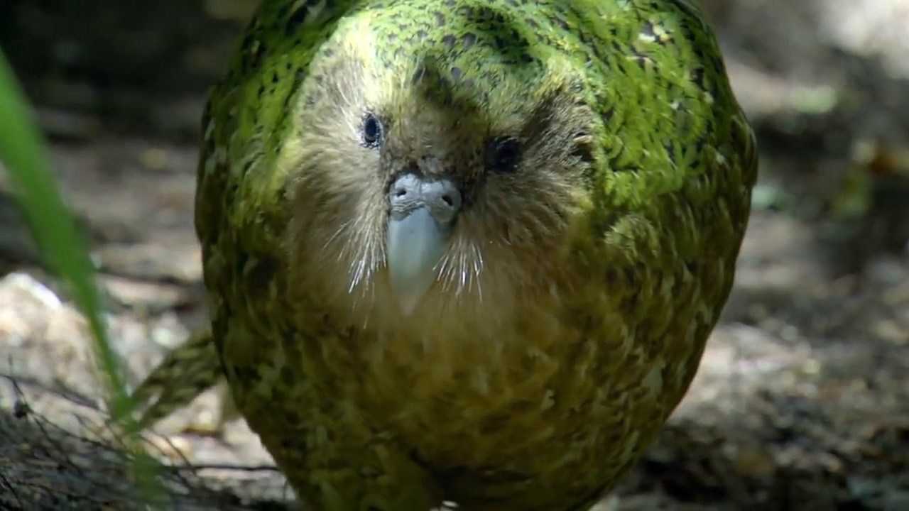 全球最傻的动物,袍子名列第一,这种鱼一棒子打晕带走!