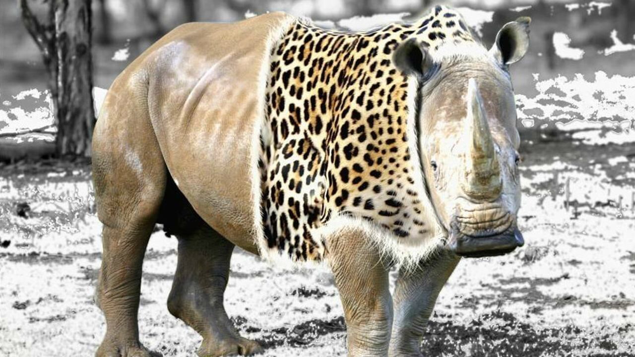 老虎单挑一头犀牛绝对难得一见的场面