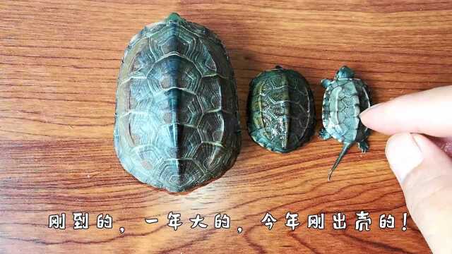 今天从龟厂拿了一只黑腹草龟样品,这种单买要60多,龟厂才30左右