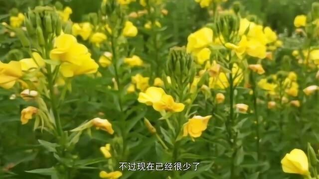 宿舍美食:在这个季节,芝麻花正在开放,储存一些留着冬天用