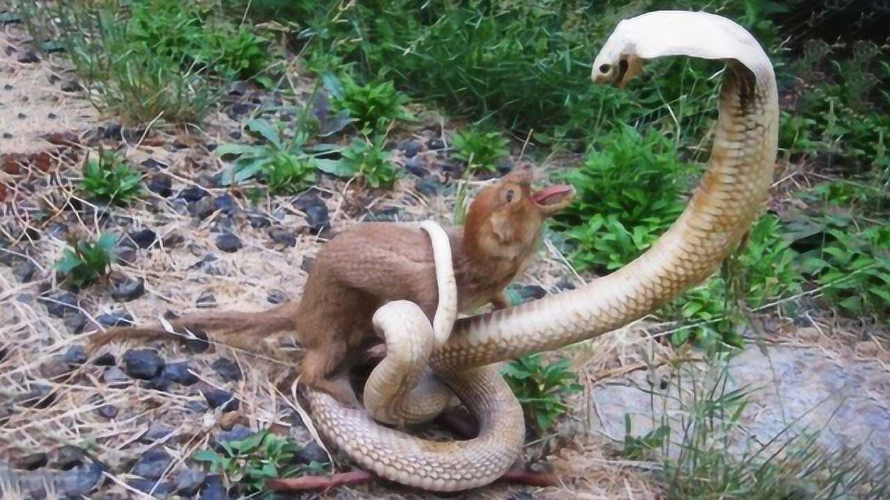 黄鼠狼vs眼镜蛇 黄鼠狼到底能不能打败眼镜蛇?_腾讯视频
