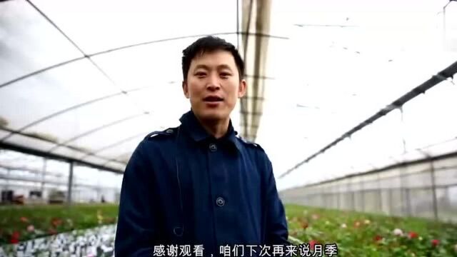 天狼说月季:杂交育种,如何给自己中意的月季做上标签