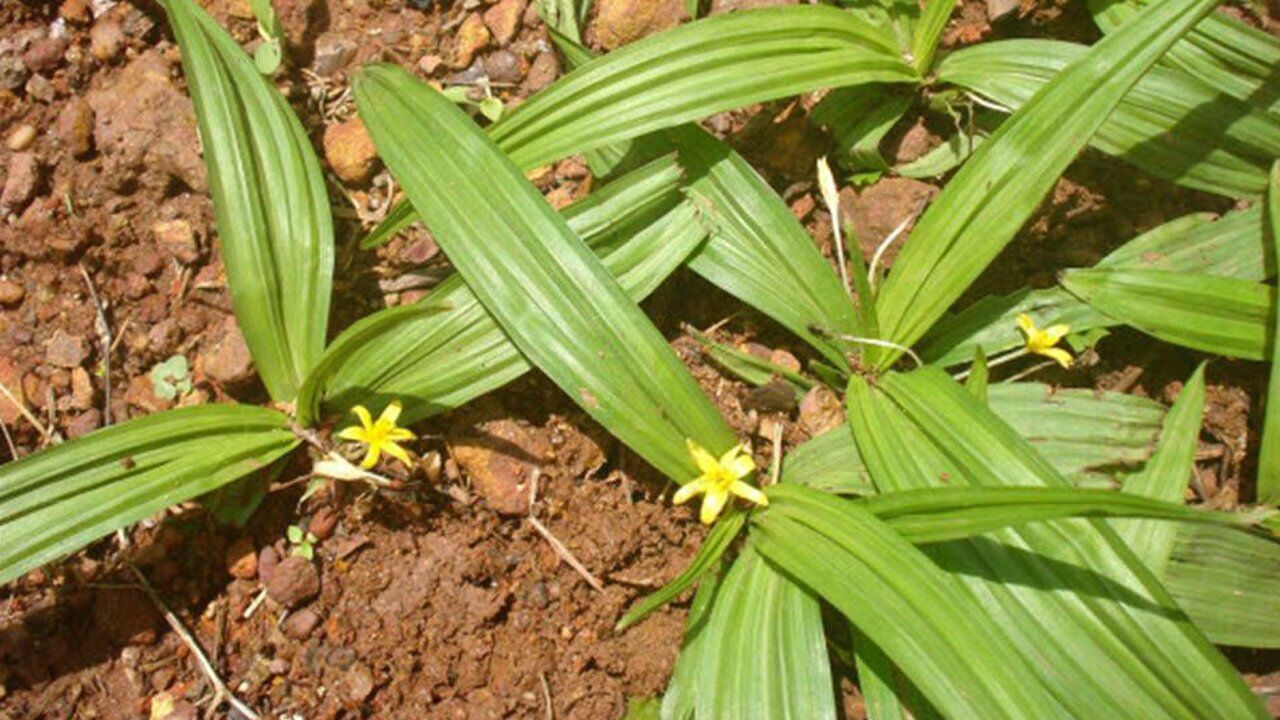 黄花茅草人称仙茅参,强筋健骨又消肿,专家:还能抗菌抗肿瘤!