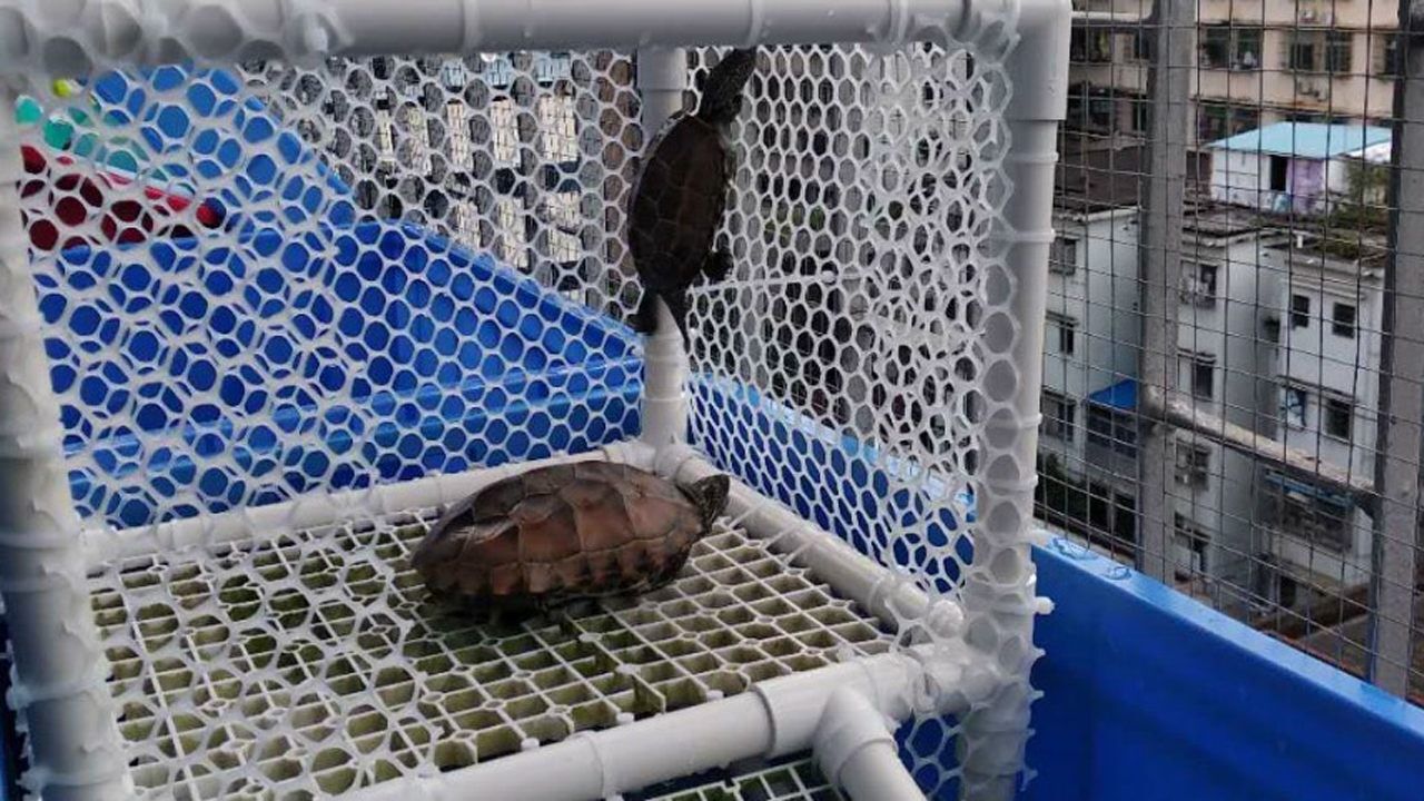 养龟大师教你如何diy制作乌龟晒台省钱实用又有乐趣