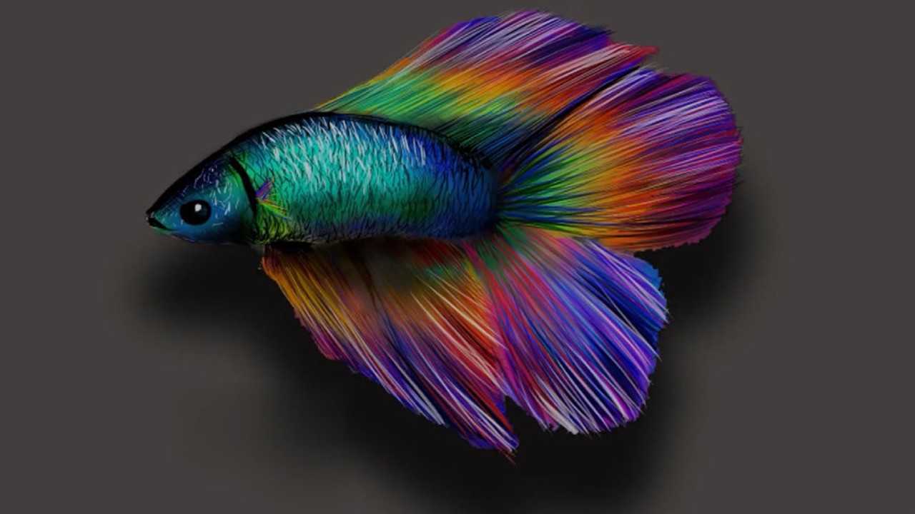看牛人如何用ps手绘出这么有立体感又精美的贝塔鱼