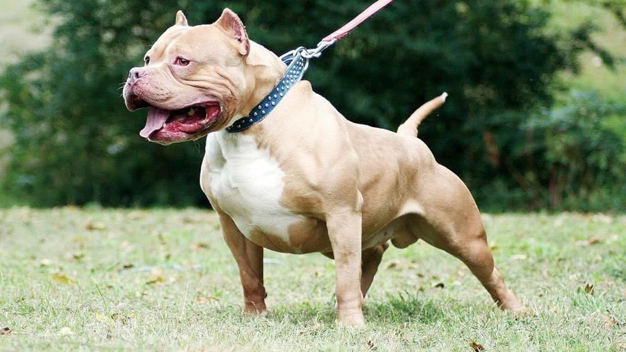 恶犬比特又开始行凶了这次攻击的是一条杰克罗素梗