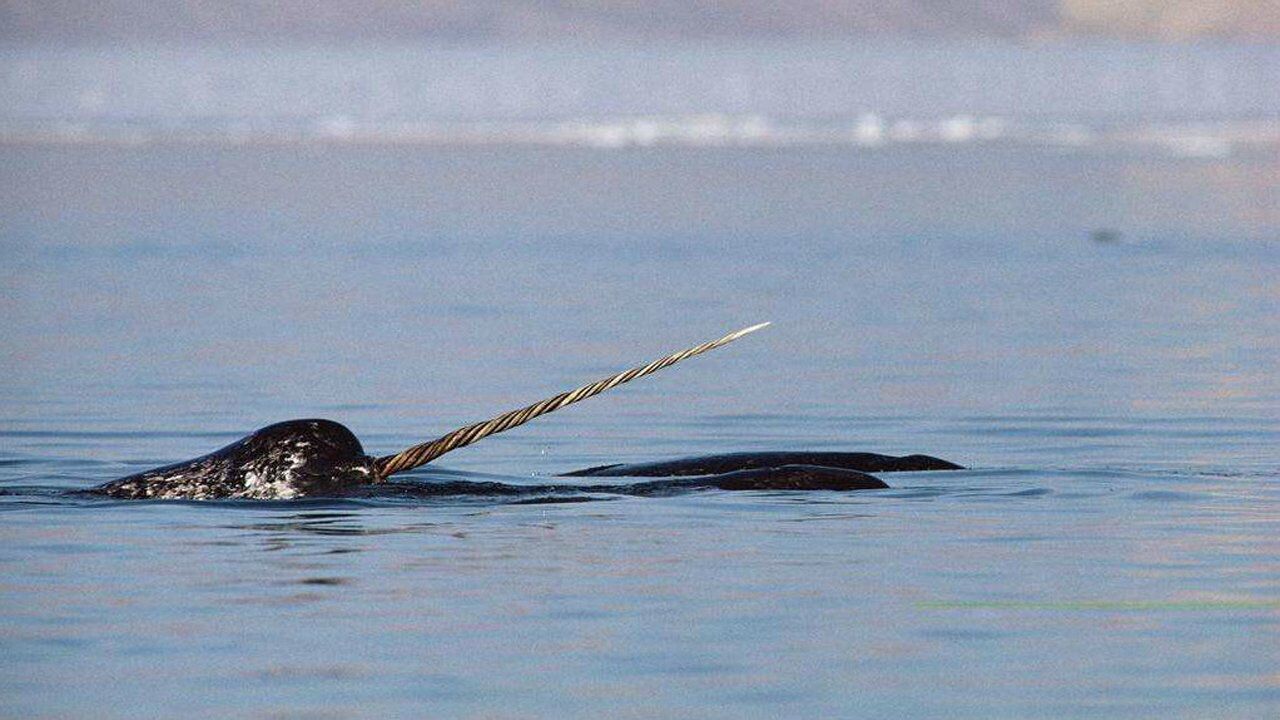 独角鲸的角有什么用,獠牙长达2.7米