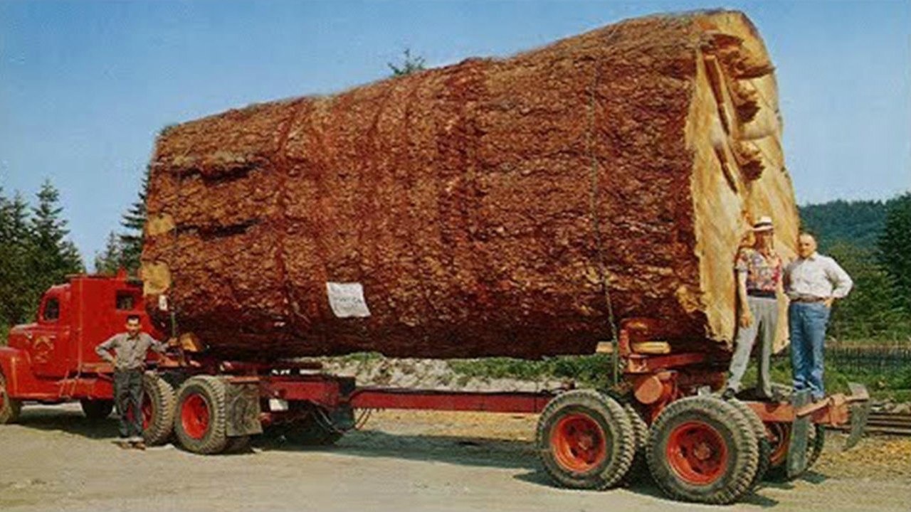 极限森林木材运输车通过危险河流悬崖路司机技术堪比专业赛车手