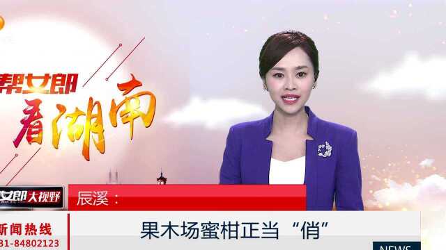 辰溪:果木场蜜柑正当“俏”