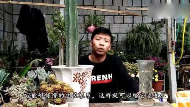 网红盆栽仙人柱,仨月不浇水,一样窜老高?