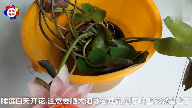 睡莲什么时候开花?注意这几点很容易就开花了!