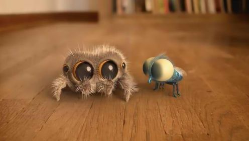 小蜘蛛Lucas的新伙伴快要有新伙伴啦！一只超萌的小蜜蜂
